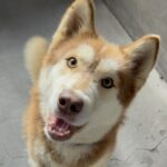 An image of Jack. Jack is a Husky.