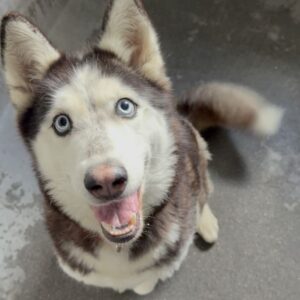 An image of Jill. Jill is a Husky.