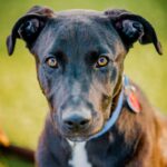 An image of Mookie. Mookie is a Terrier, American Staffordshire.