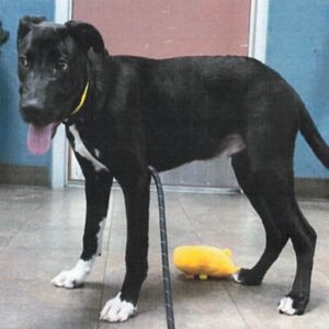 An image of Mookie. Mookie is a Terrier, American Staffordshire.