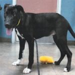 An image of Mookie. Mookie is a Terrier, American Staffordshire.