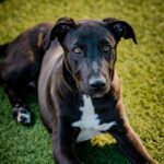 An image of Mookie. Mookie is a Terrier, American Staffordshire.