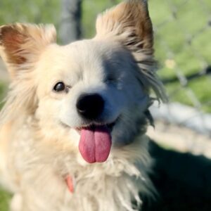 An image of Mia. Mia is a Chihuahua.