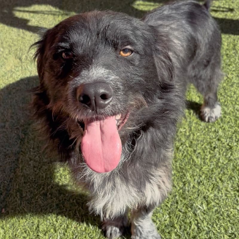 An image of Steven. Steven is a Terrier, Scottish Scottie.