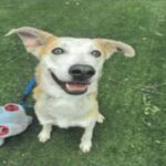 An image of Bob. Bob is a Shepherd/Husky.