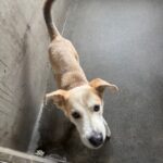 An image of Bob. Bob is a Shepherd/Husky.