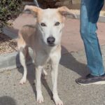 An image of Bob. Bob is a Shepherd/Husky.