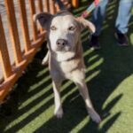 An image of Bob. Bob is a Shepherd/Husky.