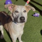 An image of Bob. Bob is a Shepherd/Husky.