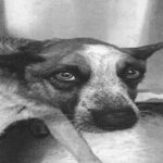 An image of Tony. Tony is a Cattle Dog, Australian (Red Heeler).