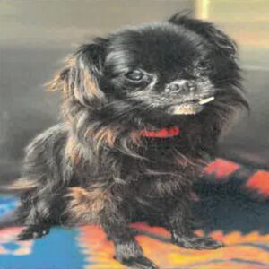 An image of Buford. Buford is a Chihuahua.