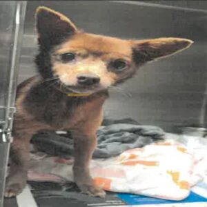 An image of Timon. Timon is a Chihuahua.