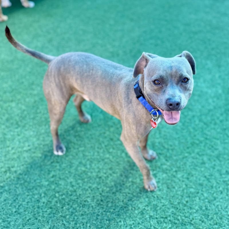 An image of Handsome. Handsome is a Terrier, Pit Bull.