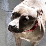 An image of Handsome. Handsome is a Terrier, Pit Bull.