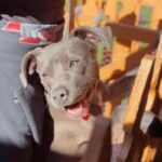 An image of Darling. Darling is a Terrier, Pit Bull.