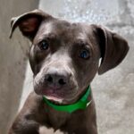 An image of Darling. Darling is a Terrier, Pit Bull.