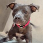 An image of Darling. Darling is a Terrier, Pit Bull.