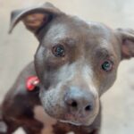 An image of Darling. Darling is a Terrier, Pit Bull.
