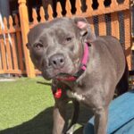 An image of Darling. Darling is a Terrier, Pit Bull.