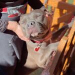 An image of Darling. Darling is a Terrier, Pit Bull.