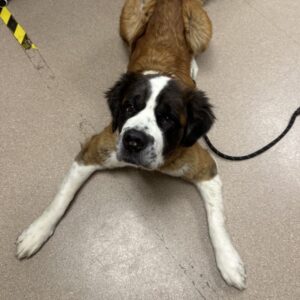 An image of Mocha Marin. Mocha Marin is a Saint Bernard.