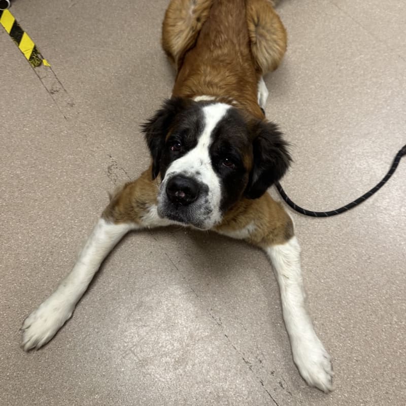 An image of Mocha Marin. Mocha Marin is a Saint Bernard.