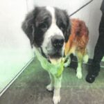 An image of Mocha Marin. Mocha Marin is a Saint Bernard.