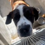 An image of Mocha Marin. Mocha Marin is a Saint Bernard.