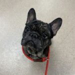 An image of Eeyore. Eeyore is a Bulldog, French.