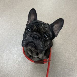 An image of Eeyore. Eeyore is a Bulldog, French.