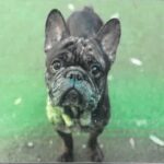 An image of Eeyore. Eeyore is a Bulldog, French.