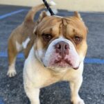 An image of Brock. Brock is a Terrier, Pit Bull.