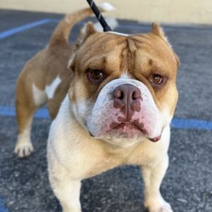 An image of Brock. Brock is a Terrier, Pit Bull.