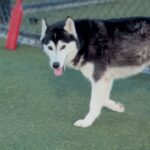 An image of Riley. Riley is a Husky, Siberian.