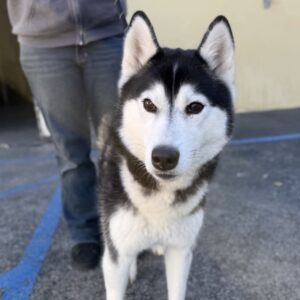 An image of Riley. Riley is a Husky, Siberian.