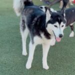 An image of Riley. Riley is a Husky, Siberian.