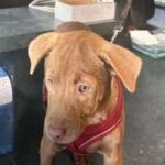 An image of Kiki. Kiki is a Terrier, Pit Bull.