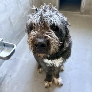 An image of Buddy. Buddy is a Retriever, Labrador/Poodle, Standard.