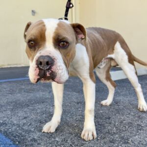 An image of Raymond. Raymond is a Terrier, Staffordshire Bull.