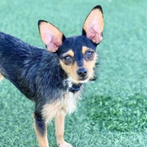 An image of Phyllis. Phyllis is a Terrier.