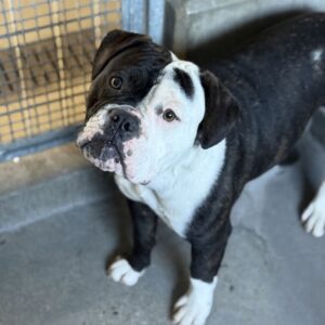 An image of Runner. Runner is a Terrier, Pit Bull.