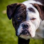 An image of Runner. Runner is a Terrier, Pit Bull.