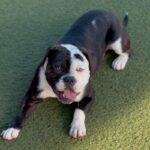 An image of Runner. Runner is a Terrier, Pit Bull.