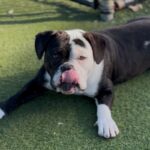 An image of Runner. Runner is a Terrier, Pit Bull.