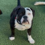 An image of Runner. Runner is a Terrier, Pit Bull.