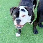 An image of Runner. Runner is a Terrier, Pit Bull.