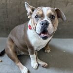 An image of Lola. Lola is a Terrier, Pit Bull.