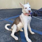 An image of Fancy. Fancy is a Husky, Siberian.