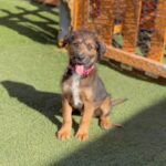 An image of Farrah. Farrah is a Terrier.