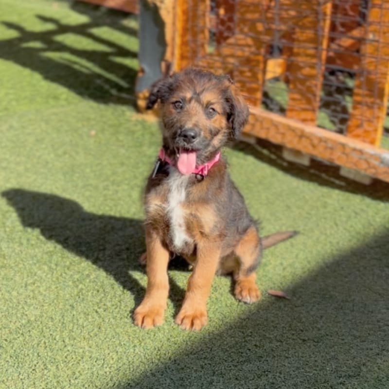 An image of Farrah. Farrah is a Terrier.